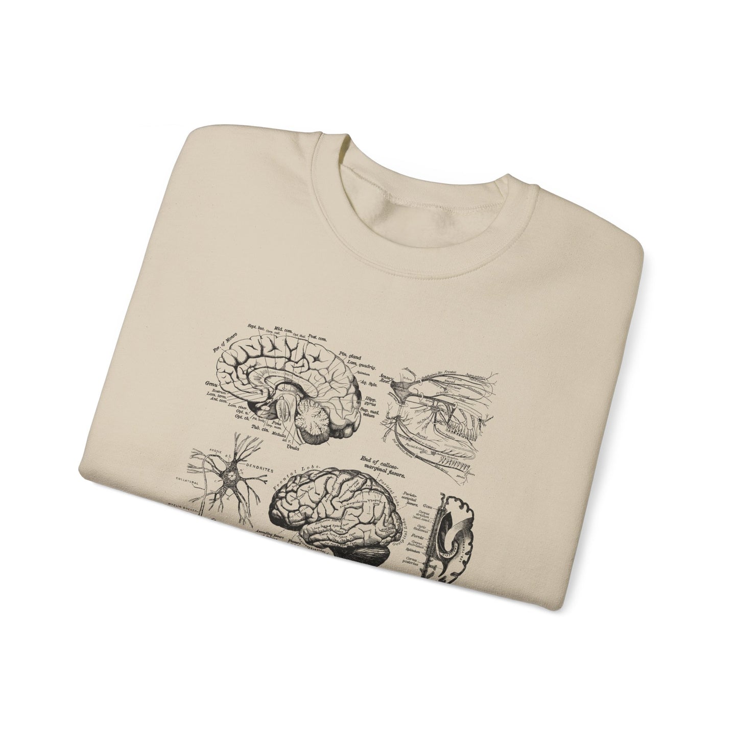 Neuro Anatomy Sweatshirt