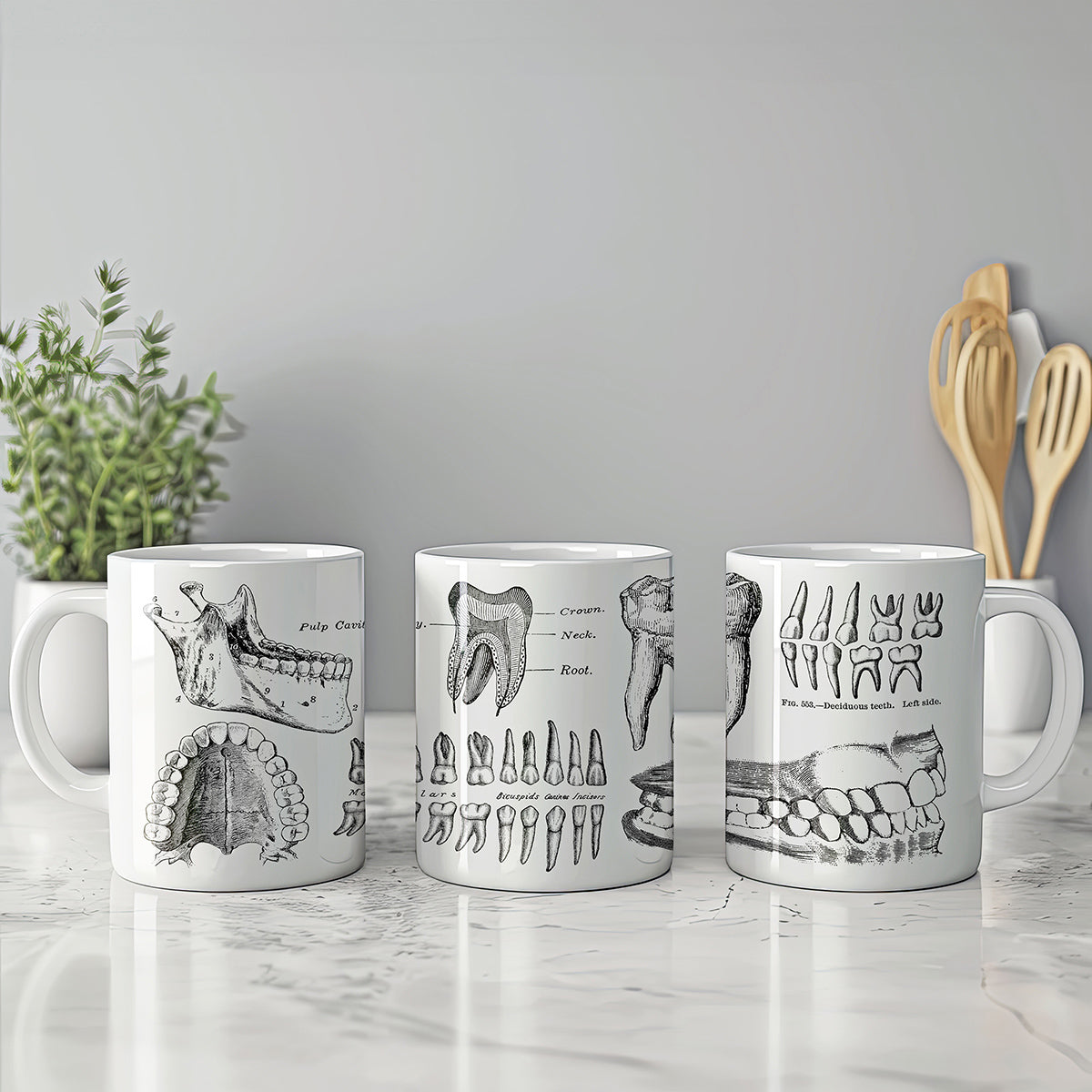 Dental Anatomy Mug