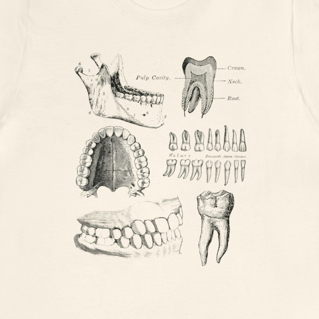 Dental Anatomy T-Shirt