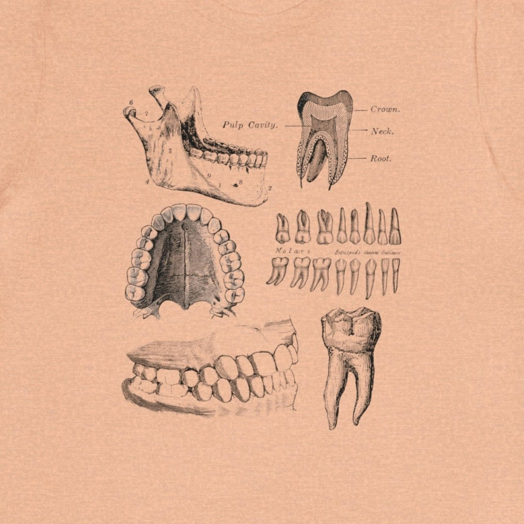 Dental Anatomy T-Shirt