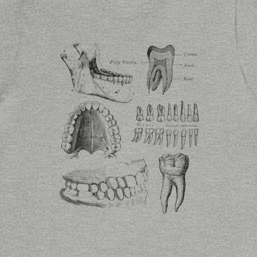 Dental Anatomy T-Shirt