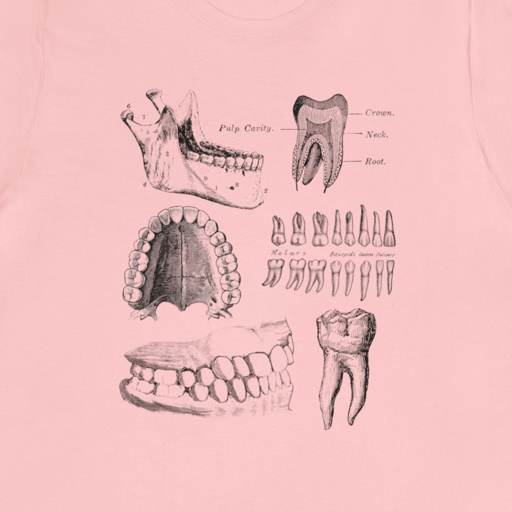 Dental Anatomy T-Shirt